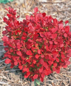 Барбарис Тунберга Лютин Руж С3 Закупка М60 июнь 2026