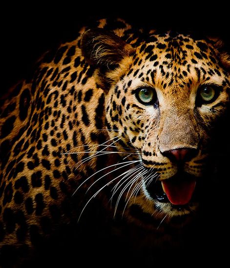 Predator, рефилл для аромадиффузора с палочками, Ladenac Milano