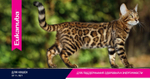 Eukanuba Senior Top Condition сбалансированный сухой корм для кошек 2 кг