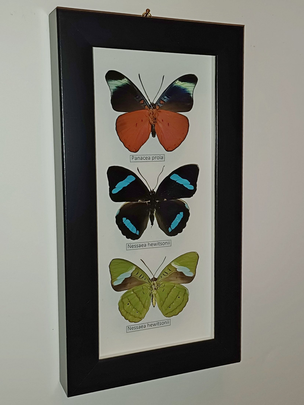 Нимфалиды рода Nessea