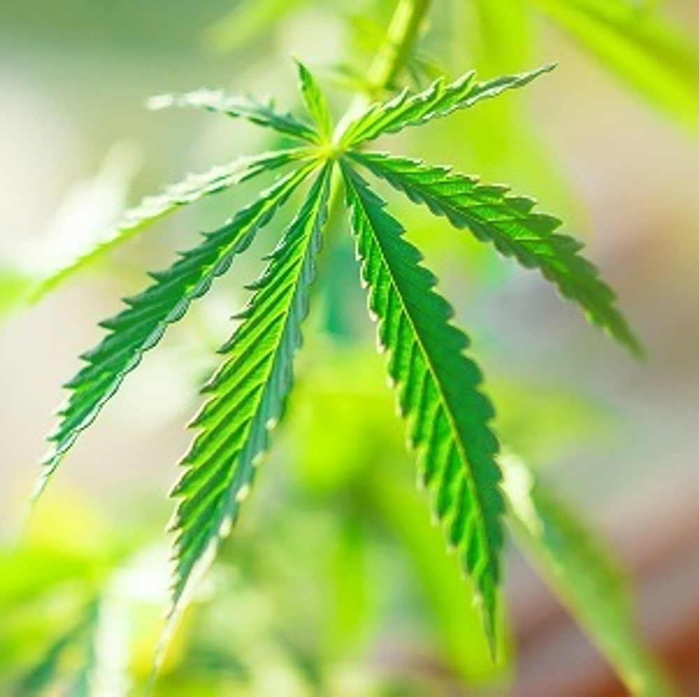 marijuana1-1.jpg@jpg