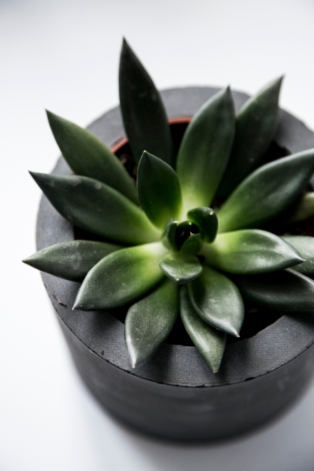 купить необычный суккулент эхеверия аффинис