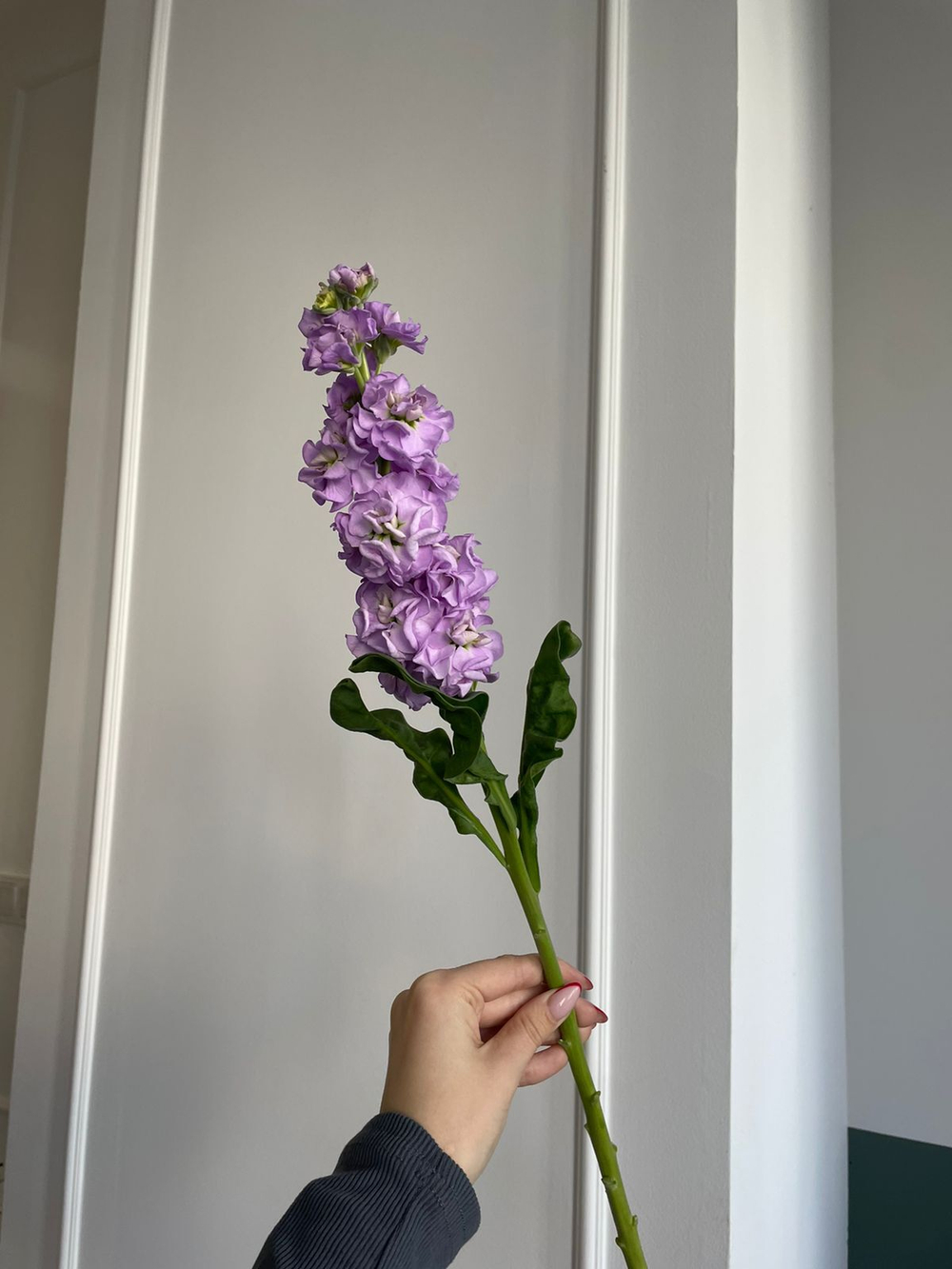 Маттиола фиолетовая