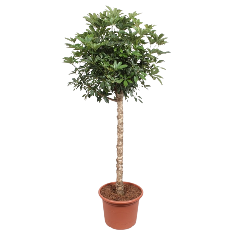 Шефлера штамб