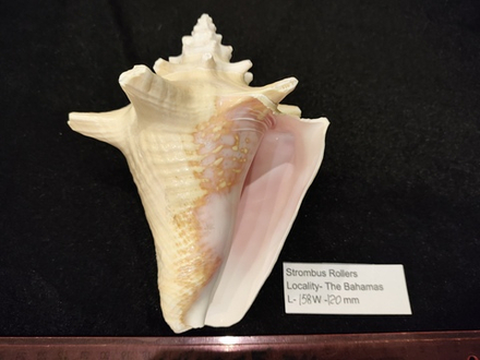 Стромбус Роллер