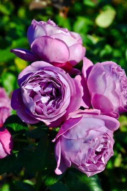 Кинда Блю (Kinda Blue)