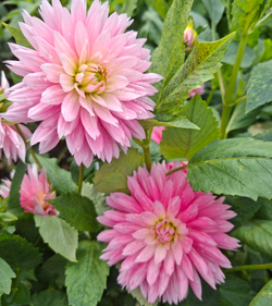 Георгин Гай Принцесс (Gay Princess)