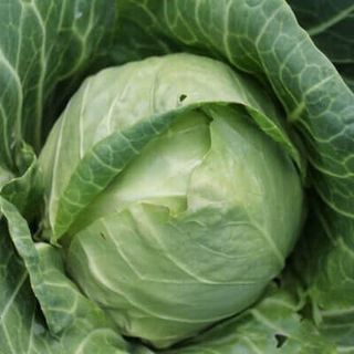 Капуста  белокочанная  Нозоми F1  500 (семян)