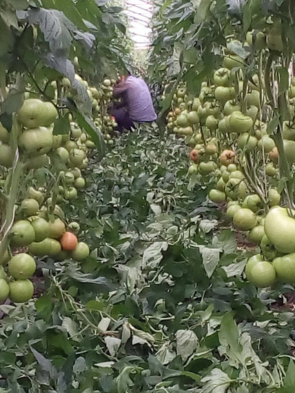 МЕЙ ШУАЙ F1 семена томата индетерминантного отзывы – фото 16