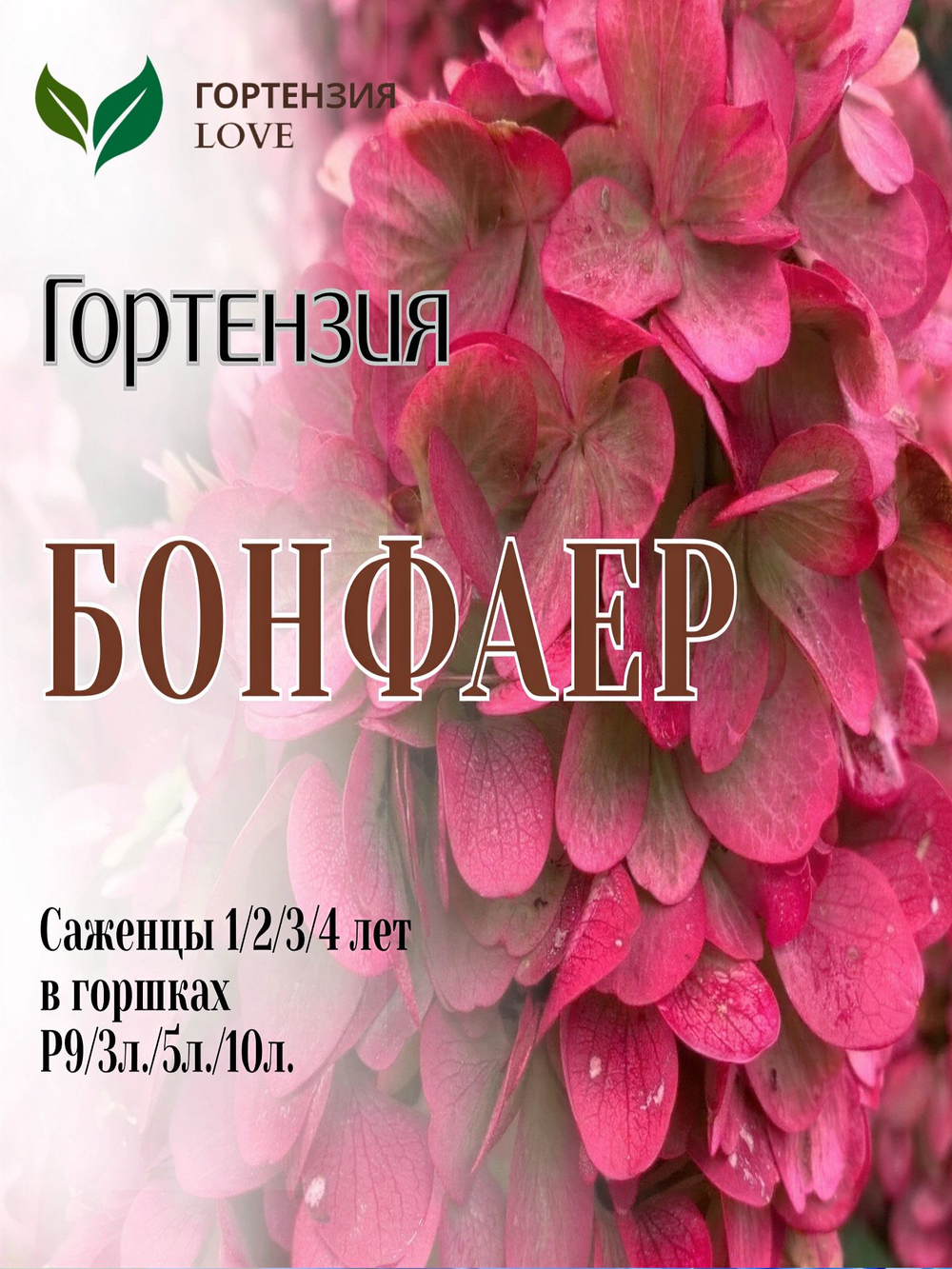 Гортензия метельчатая Бонфаер Р9