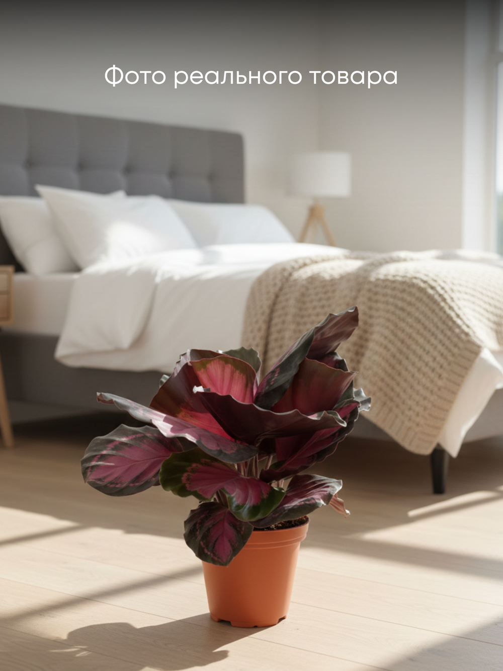 Калатея Lucky Goddess д.11