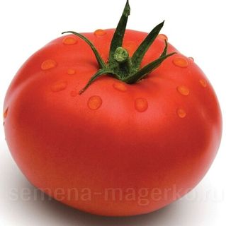 Томат Волверин F1  1000 (семян)