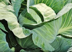 Блоктор F1 семена капусты белокочанной (Syngenta / Сингента)