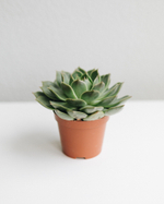 Эхеверия Элеганс