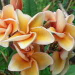 Плюмерия SALMON BROWN