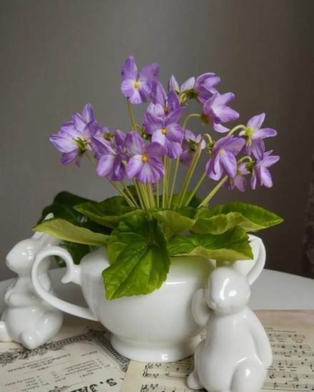 PARMANTHEME VIOLET base / ПАРМСКАЯ ФИАЛКА CAS -