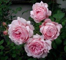 Уайф Оф Баф (Wife of Bath)