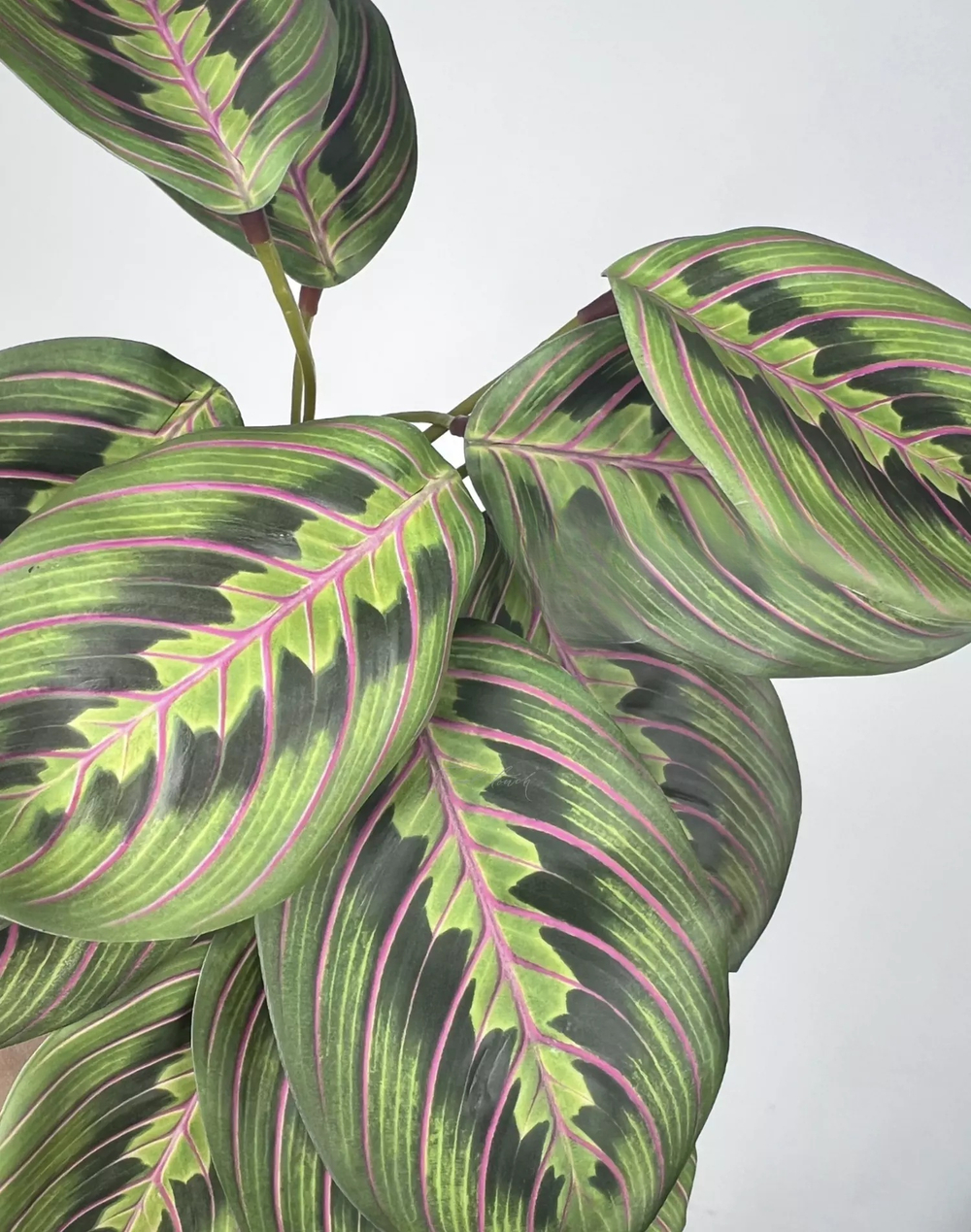 Калатея Маранта малая