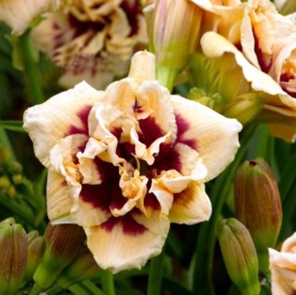 Лилейник Литтл Мисси Маннерс