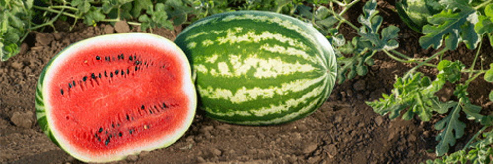 Арбуз Геркулес F1 (50шт)  Витагрин Профи
