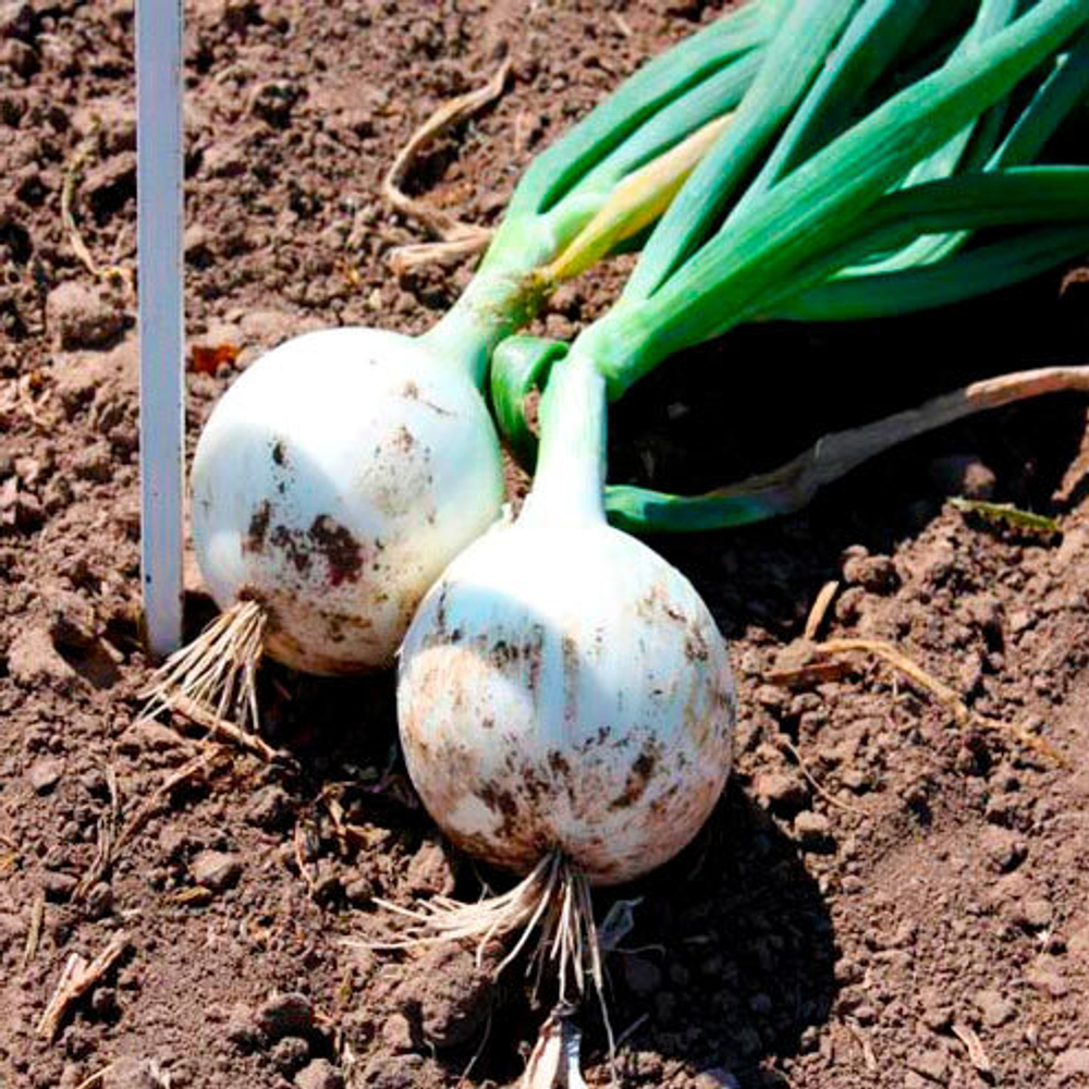 Лук репчатый Комета F1