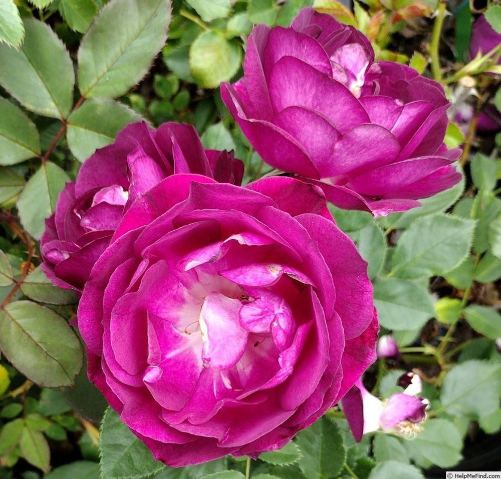 Роял Селебрейшн (Royal Celebration)