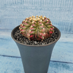 Gymnocalycium T-Rex Pink hybride (Гимнокалициум T-rex)