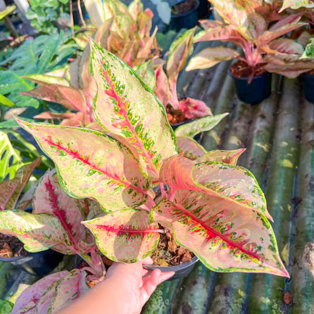 Аглаонема STONEHENGE