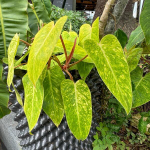 Филодендрон PAINTED LADY