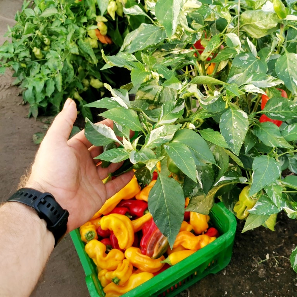 Рождественская Карамель - Разноцветный Полосатый Сладкий Перчик