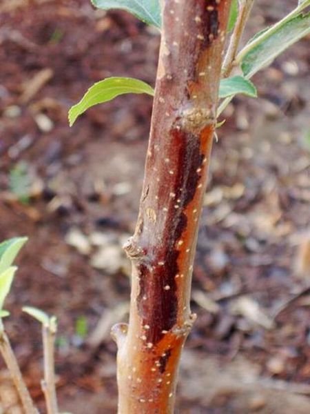 Солнечные ожоги коры: спасаем деревья в период февральских окон Солнечные ожоги коры: спасаем деревья в период февральских окон