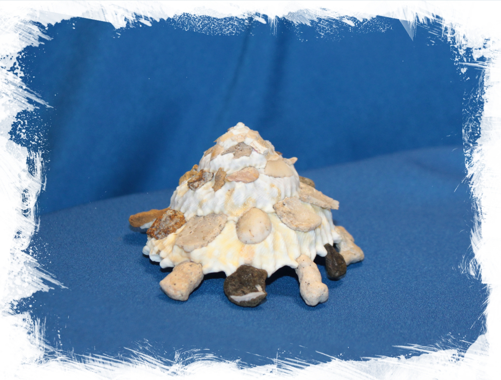 Ксенофора регулярис (Xenophora regularis), 5-7см, 1шт