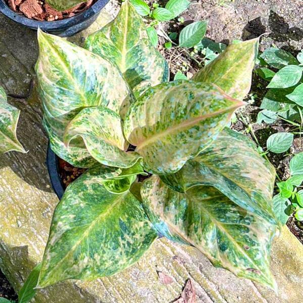 Аглаонема BOY SCOUT