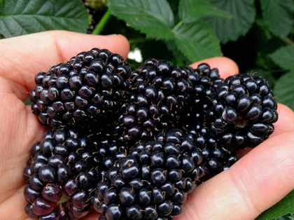 Саженец Ежевики «Блэк Сатин» (Бесшипная, Супер-урожайная, Крупноплодная)