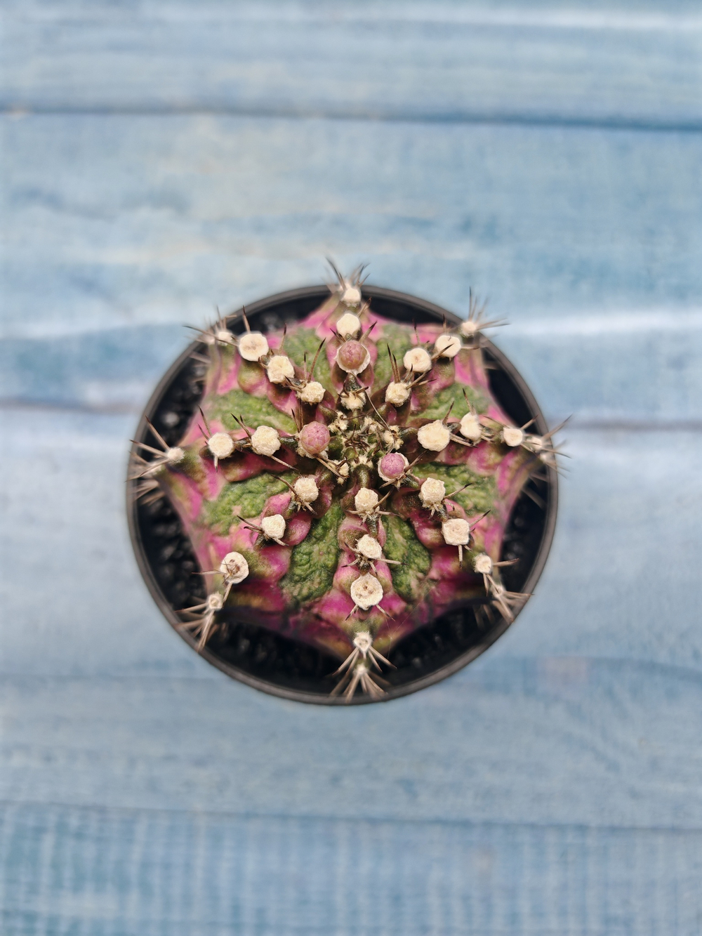 Gymnocalycium T-Rex Pink hybrid (Гимнокалициум T-rex)