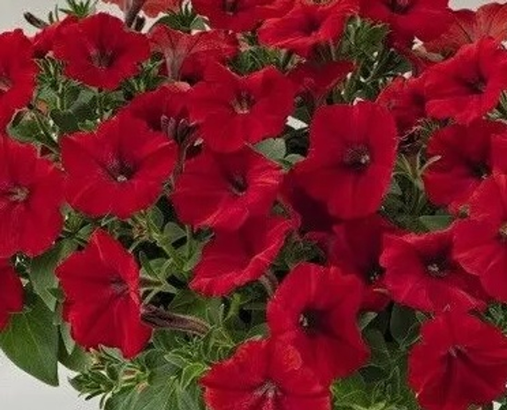 ЕВРО Петуния Tea Red укорененный черенок ОКС