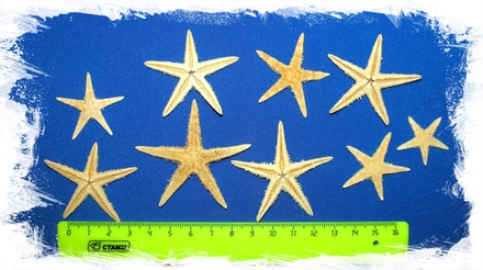 Сахарные морские звездочки 3-5см 50шт(есть лом, в пачке 100шт)
