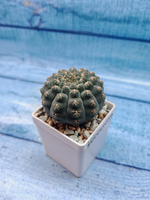 Gymnocalycium Quehlianum (Гимнокалициум)