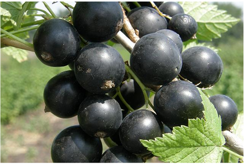 Смородина чёрная Русалка