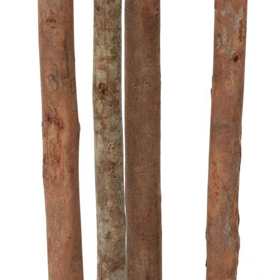 Фикус Эластика высота 180 см