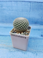 Mammillaria Matudae (Маммилярия)