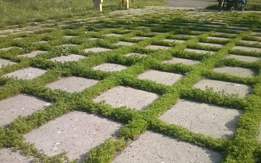 Трава между тротуарной плиткой – что делать для решения проблемы