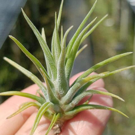 Тилландсия caput-medusae x ionantha DWARF