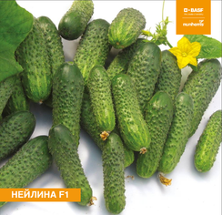 Нейлина F1 семена огурца партенокарпического (Nunhems / Нюнемс)