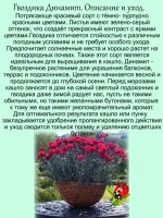 Гвоздика Динамит красно пурпурная