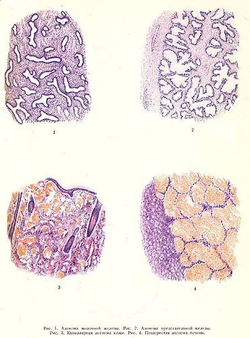 Большая медицинская энциклопедия. В 35-ти томах + дополнительный том (комплект из 36-ти книг)