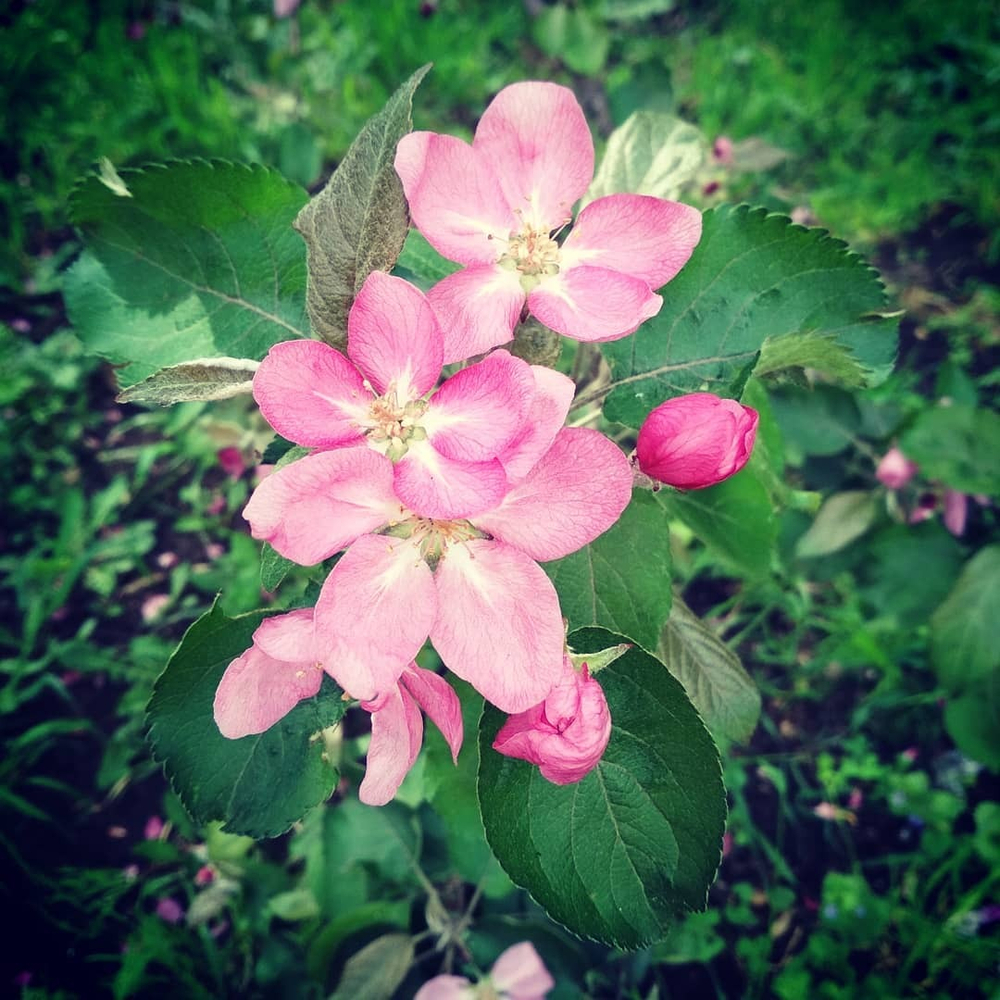 Грифон
