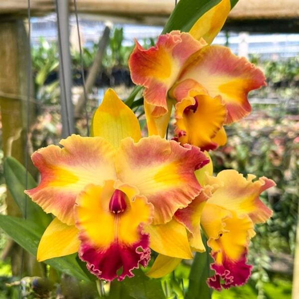 Орхидея ринхолелиокаттлея RLC. AMAZING BANGKOK GOD CANVAS