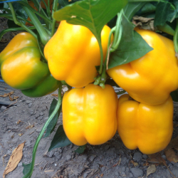 Перец Соланор F1 (50шт) Витагрин Профи