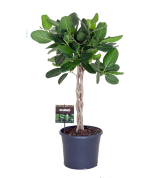 Фикус Андрей (коса)